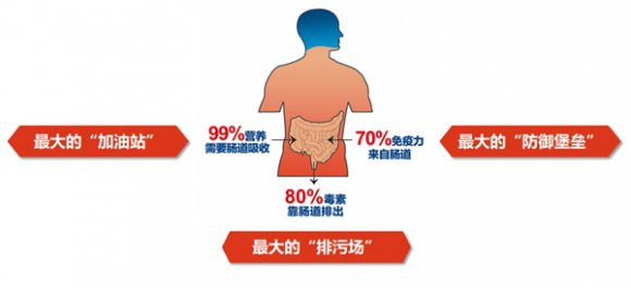 经常拉肚子怎么办？还不知道肠道要“养菌”吗？