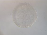 国卫生物成功建立iPS细胞库并获取70支原代株