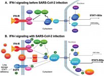 尼妥珠单抗阻断EGFR信号通路，一种新的COVID-19治疗策略？