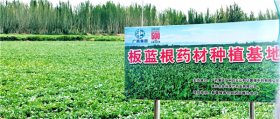 广药集团在新疆喀什再建白云山板蓝根GAP种植基地